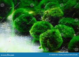 Imagini pentru Cladophora aegagropila