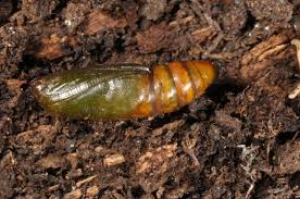 Attēlu rezultāti vaicājumam “Plagodis pulveraria”