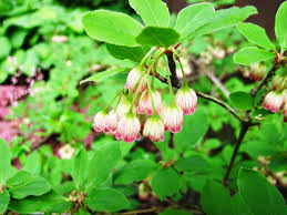 Attēlu rezultāti vaicājumam “Enkianthus chinensis flower”