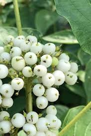 Attēlu rezultāti vaicājumam “Cornus sericea fruit”