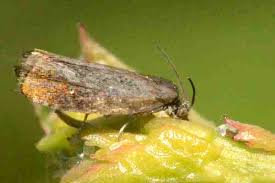 Attēlu rezultāti vaicājumam “Pammene rhediella”