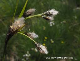 Attēlu rezultāti vaicājumam “Eriophorum latifolium fruit”