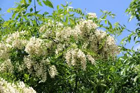 Attēlu rezultāti vaicājumam “Robinia pseudoacacia flower”
