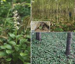 Attēlu rezultāti vaicājumam “Pyrola rotundifolia fruit”