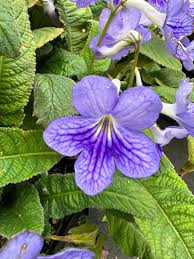 Image result for Streptocarpus