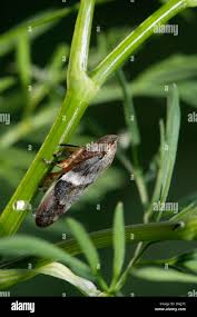 Attēlu rezultāti vaicājumam “Aphrophora alni imago”