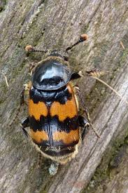 Attēlu rezultāti vaicājumam “Nicrophorus vespillo”