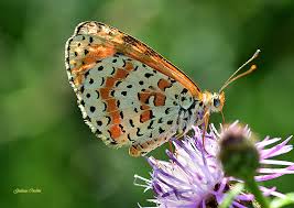 Attēlu rezultāti vaicājumam “Melitaea didyma”