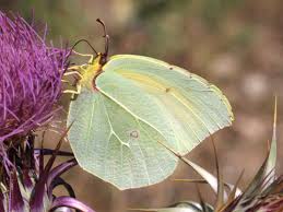 Attēlu rezultāti vaicājumam “Gonepteryx rhamni upperside”