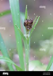Attēlu rezultāti vaicājumam “Luzula pilosa bud”