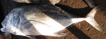 Image result for Caranx ignobilis