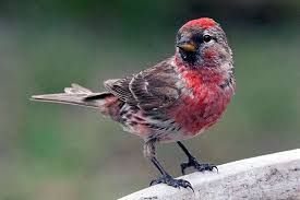 Attēlu rezultāti vaicājumam “Carduelis flammea male”