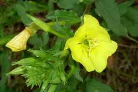 Attēlu rezultāti vaicājumam “Oenothera biennis leaf”