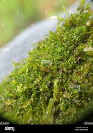 Attēlu rezultāti vaicājumam “Jamesoniella autumnalis”