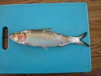 Image result for Alosa chrysochloris