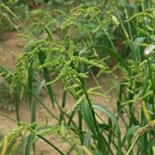 Attēlu rezultāti vaicājumam “Echinochloa crus-galli leaf”