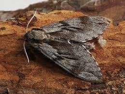 Attēlu rezultāti vaicājumam “Sphinx pinastri”