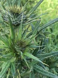 Attēlu rezultāti vaicājumam “Cirsium vulgare leaf”