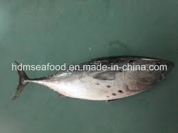 Image result for Euthynnus affinis