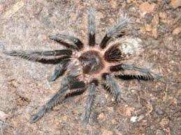 Znalezione obrazy dla zapytania Grammostola grossa