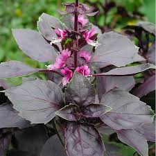 Image result for Basilikum