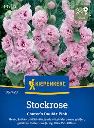 Image result for Stockrose