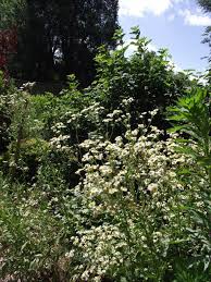 Attēlu rezultāti vaicājumam “Erigeron annuus flower”