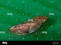 Attēlu rezultāti vaicājumam “Aphrophoridae”