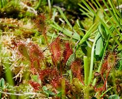 Attēlu rezultāti vaicājumam “Drosera x obovata leaf”