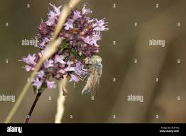 Attēlu rezultāti vaicājumam “Atylotus sp.”