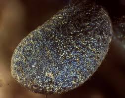 Attēlu rezultāti vaicājumam “Badhamia dubia”