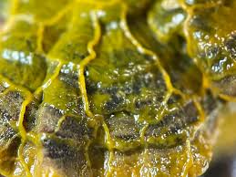 Attēlu rezultāti vaicājumam “Badhamia juliae macro”