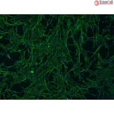 Attēlu rezultāti vaicājumam “Bryum funkii cells”