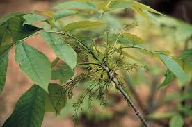 Attēlu rezultāti vaicājumam “Fraxinus pennsylvanica male flower”