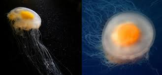 Image result for Phacellophora camtschatica