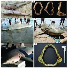 Image result for Negaprion brevirostris