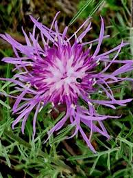 Attēlu rezultāti vaicājumam “Centaurea stoebe”