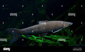 Image result for Mylopharyngodon piceus