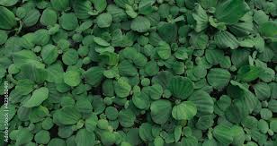 Attēlu rezultāti vaicājumam “Pistia stratiotes leaf”