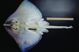 Image result for Raja brachyura