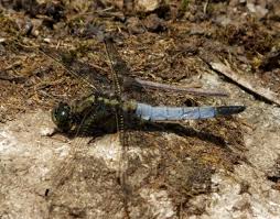 Attēlu rezultāti vaicājumam “Orthetrum cancellatum”