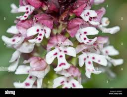 Attēlu rezultāti vaicājumam “Orchis ustulata”