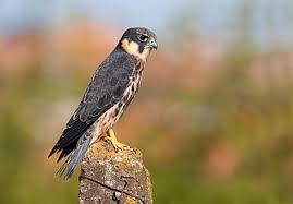 Attēlu rezultāti vaicājumam “Falco subbuteo”