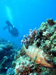 Image result for TAL Divers