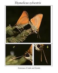 Attēlu rezultāti vaicājumam “Thymelicus sylvestris underside”