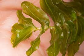 Attēlu rezultāti vaicājumam “Potamogeton perfoliatus leaf”