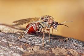 Attēlu rezultāti vaicājumam “Andricus foecundatrix”