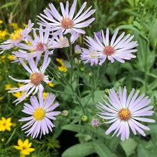 Image result for Aster novi-belgii