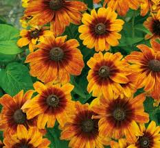 Attēlu rezultāti vaicājumam “Erysimum hieracifolium fruit”