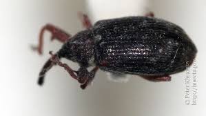 Attēlu rezultāti vaicājumam “Anthonomus pomorum”